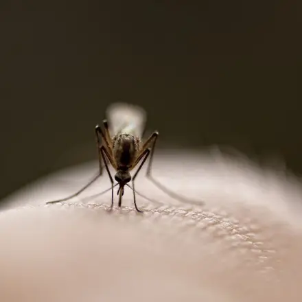Was hilft gegen Stechmücken?