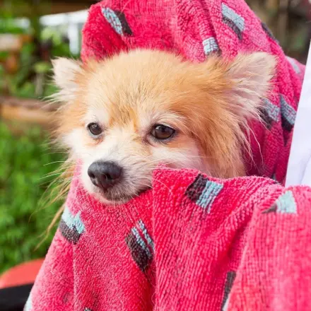 Schneckenschleim aus dem Hundefell entfernen