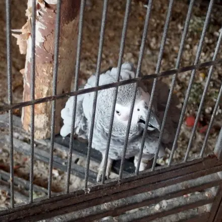 Vogelkäfig benutzerfreundlicher machen