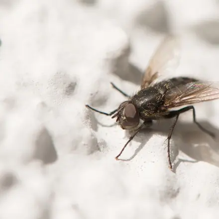 Große Fliegen los werden