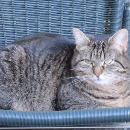 Übergewicht bei Katzen