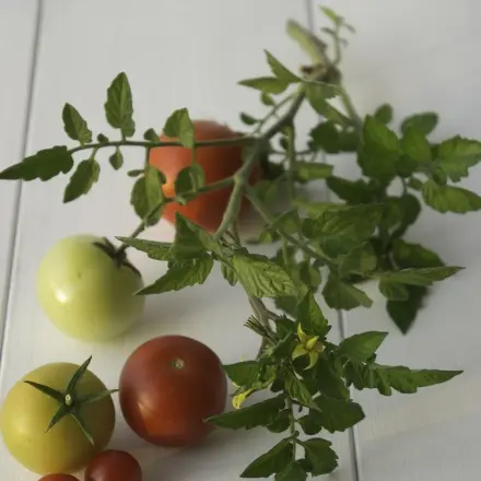 Nervige Fliegen verschwinden