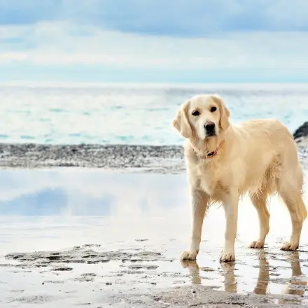 Mit dem Hund in den Urlaub - was sollte ich beachten?