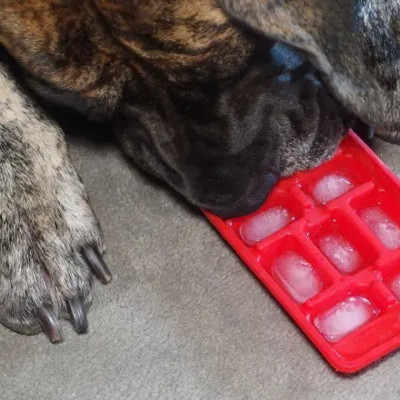 Hund im Sommer etwas Kühlung verschaffen