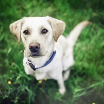 Tiere einfacher fotografieren