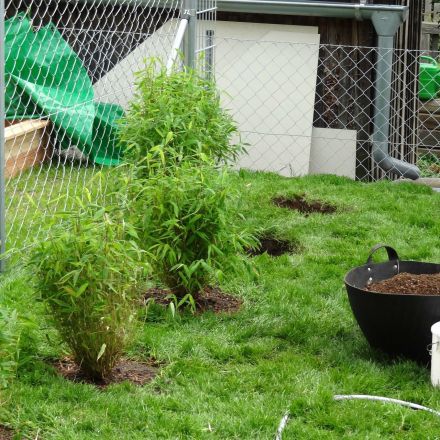 Bambushecke oder Pflanzgefäß mit Bambus setzen