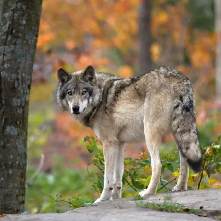 Die Wölfe kehren zurück – wie verhalte ich mich richtig?