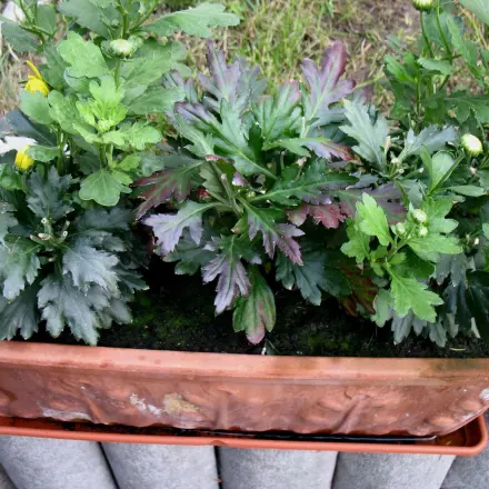 Zweite Blüte bei Chrysanthemen & einfache Überwinterung