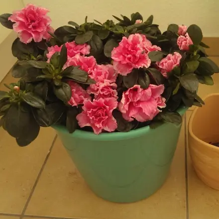 Azaleen richtig wässern