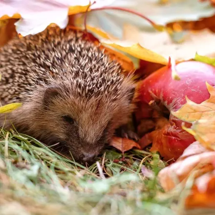 Winter: Was tun für Igel, Vögel und Co?