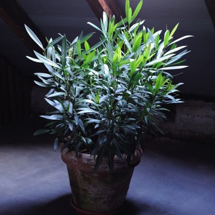 Kübelpflanzen richtig überwintern