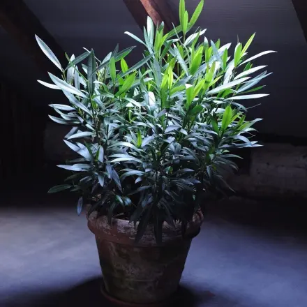 Kübelpflanzen richtig überwintern