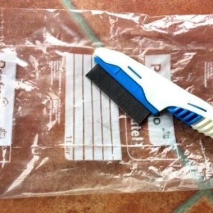 Flöhe von Haustieren absammeln und vernichten