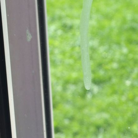 Fenster reinigen - Kalkspritzer, Wandfarbe, Fliegendreck etc.