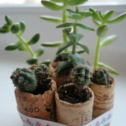 Korken als Mini-Pflanztopf