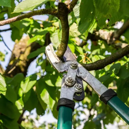 Schneiden von Bäumen und Sträuchern - Kurzfassung der Wuchsgesetze