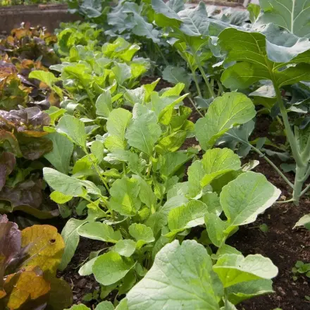 Frisches Gemüse die ganze Saison