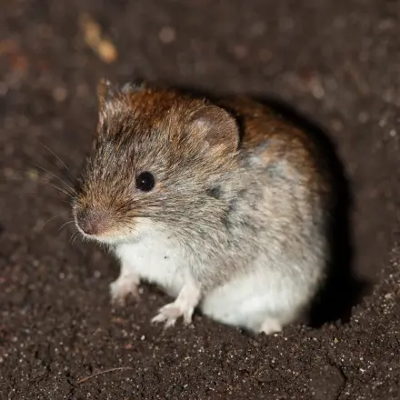 Wühlmäuse ohne Chemie vertreiben