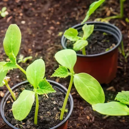Biologisch Erde für Töpfe und Beete auflockern