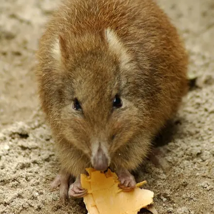 Mäuselöcher stopfen