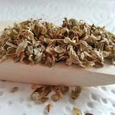 Oregano gegen Motten und Blattläuse