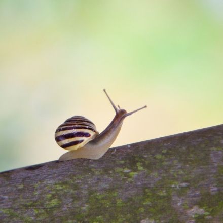 "Gute" Schnecken, "böse" Schnecken: Welche Arten (nicht) bekämpfen?