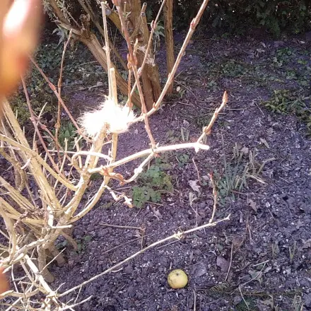 Katzenhaare zum Nestbau für Gartenvögel