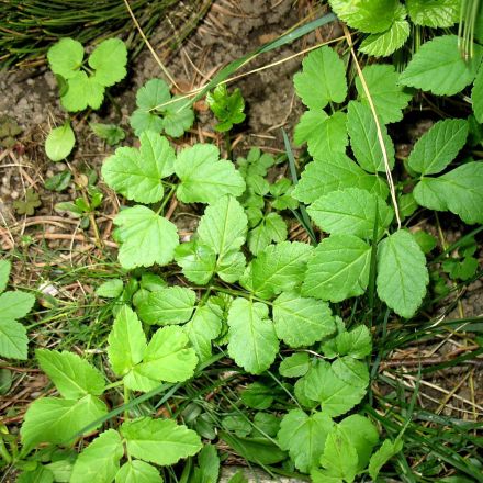 Giersch - lästiges Unkraut oder wohlschmeckendes Wildgemüse