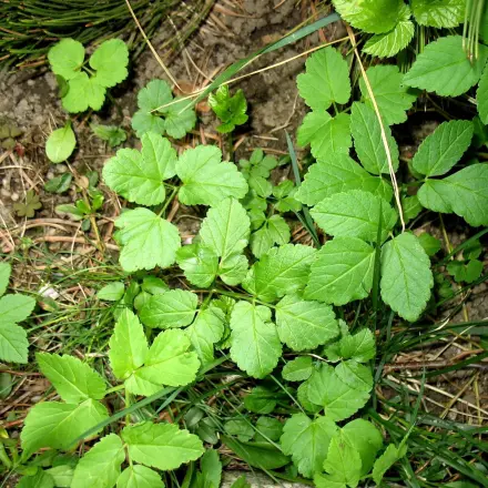 Giersch - lästiges Unkraut oder wohlschmeckendes Wildgemüse