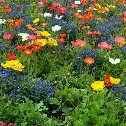 Blumenwiese jetzt anpflanzen