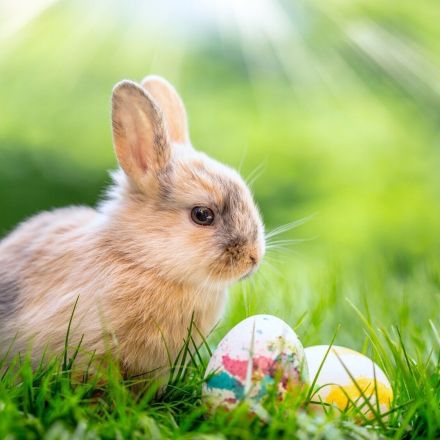 Ostereier färben, Oster-Geschenke, Ideen für ein verregnetes Ostern