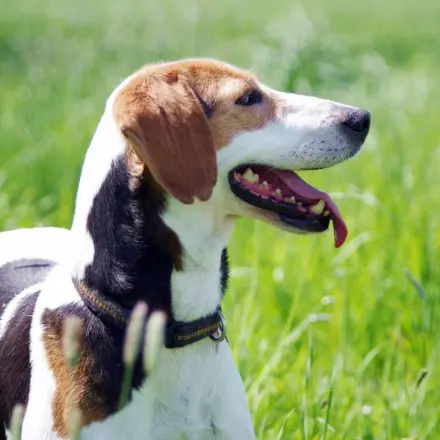 Kokosöl als natürliches Mittel gegen Zecken für Hunde