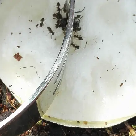 Ameisen-Köderfalle Tune-up