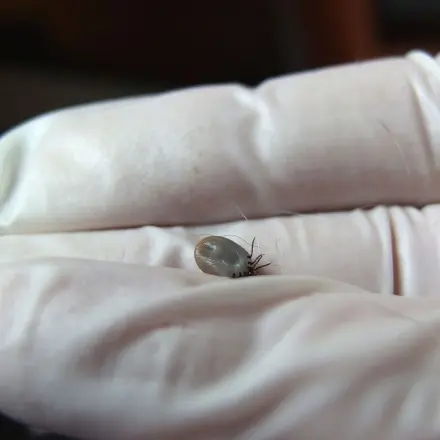 Zecken ohne Werkzeug entfernen