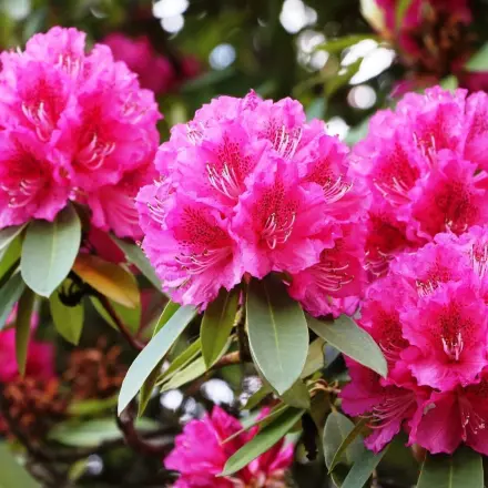 Rhododendren und Azaleen blühen wieder!