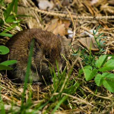Mäuse lebend fangen
