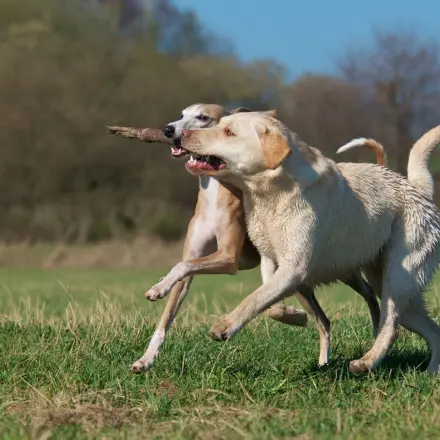Verletztes Fußgelenk beim Hund