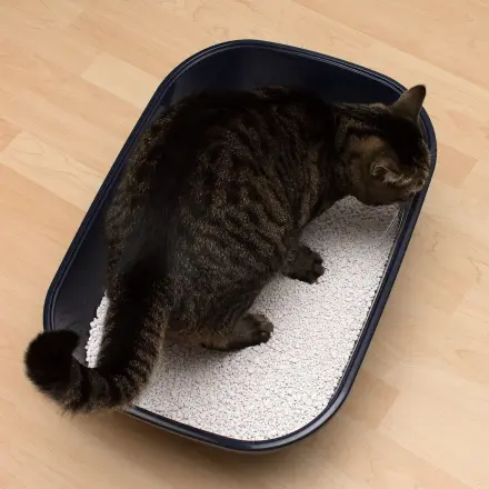 Katzenstreu müffelt? Es muss nicht gleich ausgetauscht werden