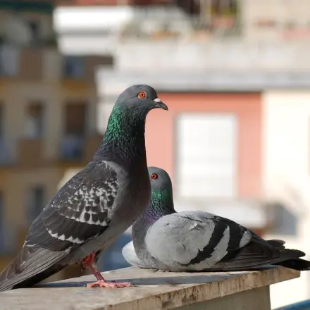 Was tun, wenn sich Tauben auf dem Balkon einnisten wollen?
