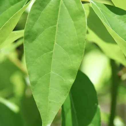 Hausmarder vertreiben: Der Tipp eines Chemikers