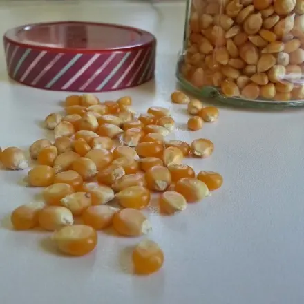 Besseres Popcorn und es platzen viel mehr Maiskörner