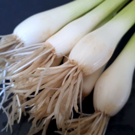 Lauchzwiebeln länger frisch halten