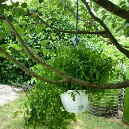 Neue Verwendung für alte Blumenampeln