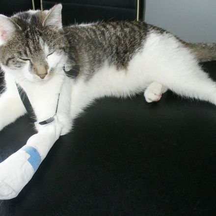 Verband an Katzenpfote vor dem Abschütteln schützen