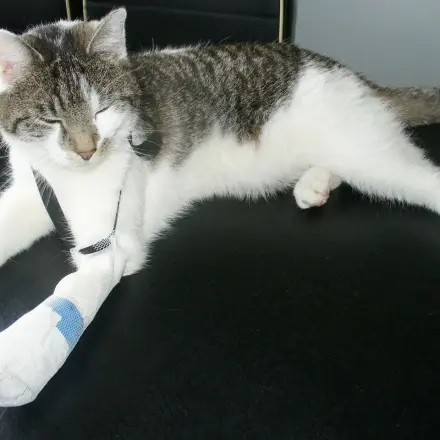 Verband an Katzenpfote vor dem Abschütteln schützen