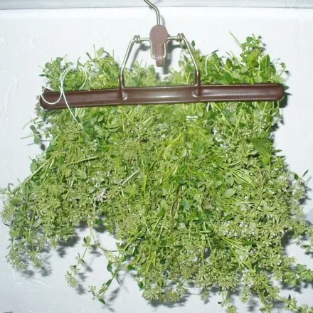 Kräuter trocknen