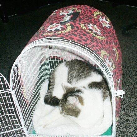 Katzen rechtzeitig an den Transportkorb gewöhnen