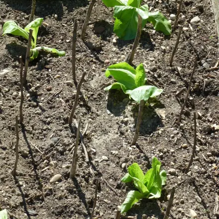 Katzen aus Gemüsebeet vergrämen