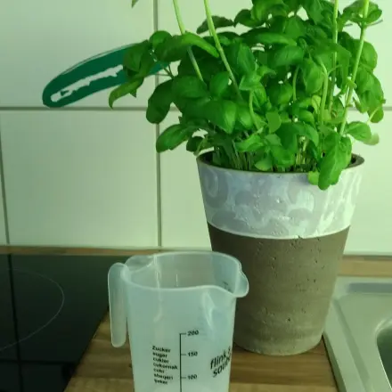 Ultimativer Tipp für prächtig aussehenden Basilikum