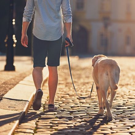 Hunde in der Großstadt